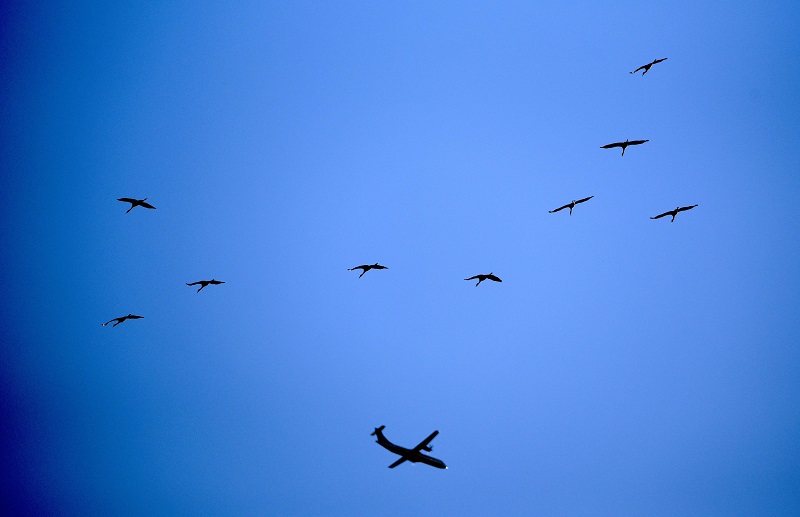 Cranes fly on October 11, 2015 over Linum, Germany. AFP PHOTO / DPA / RALF HIRSCHBERGER