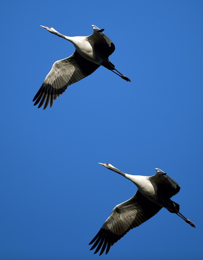 Cranes fly on October 11, 2015 over Linum, Germany. AFP PHOTO / DPA / RALF HIRSCHBERGER