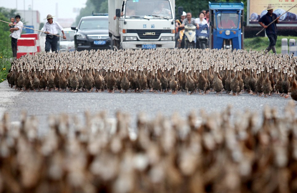 Mandatory Credit: Photo by Imaginechina / Rex Features (1741265d) A Chinese farmer drives about 5,000 ducks to a pond 5,000 ducks block traffic on their way to feed in Zhejiang province, China - 17 Jun 2012 A Chinese farmer and his assistants drove about 5,000 ducks from their farm to a pond one kilometer away to look for food. All the vehicles and pedestrians stopped on a road to make way for the duck migration. The ducks often pass through the road to the pond to look for food, but not merely a duck was lost over the past more than half a year, according to the farmer surnamed Hong.