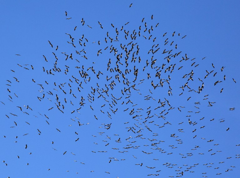 Storks fly over the town of Faitroun, North East of the capital Beirut, on April 3, 2016. / AFP PHOTO / Patrick BAZ