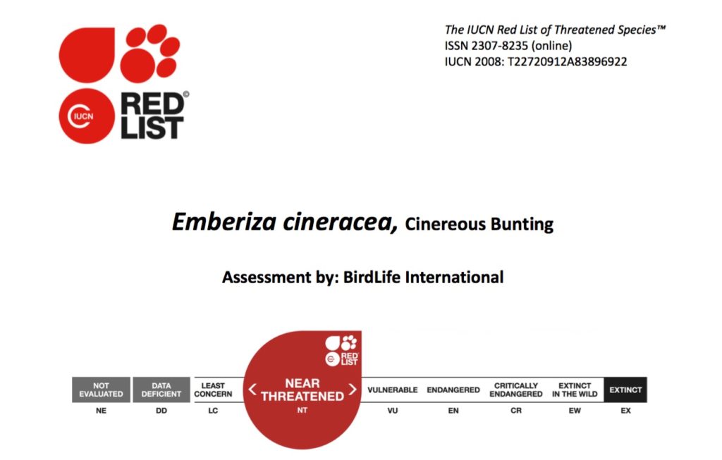 Redlist IUCN Cinereous Bunting