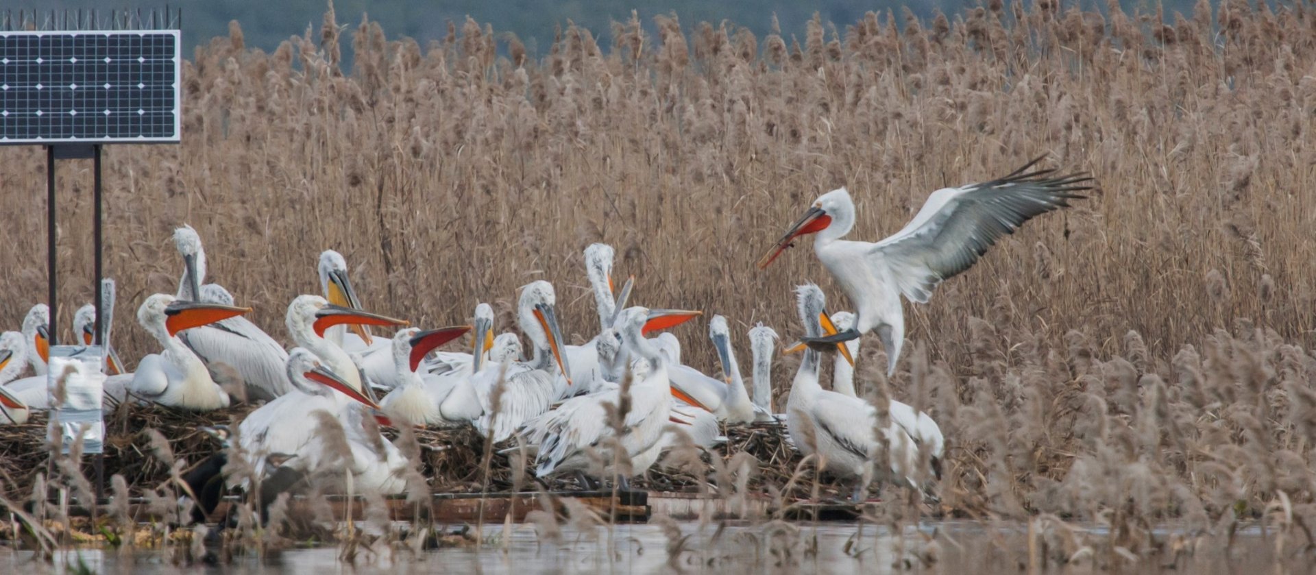 Dalmatian Pelican are being closely monitored. Photo © Natural History Musuem of Montenegro