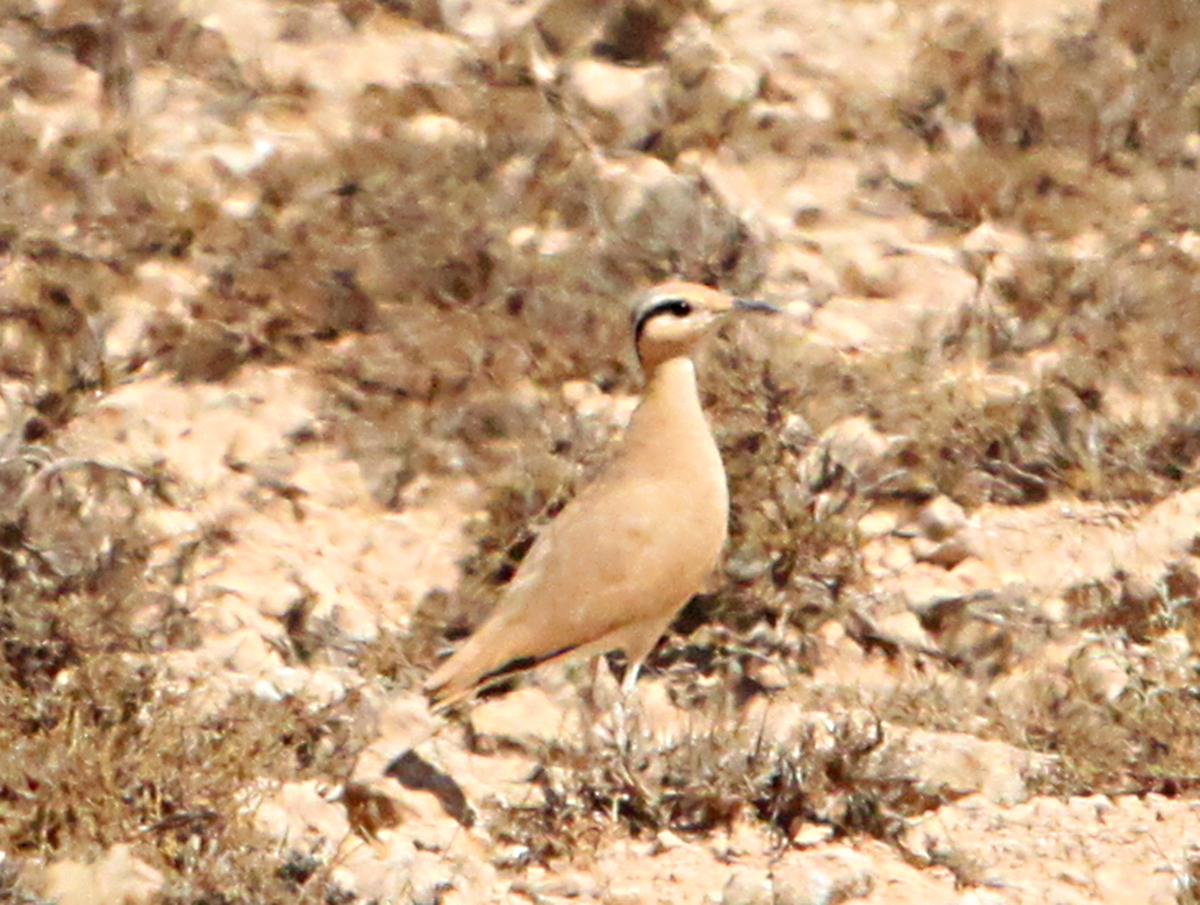 Cream-colored Cursor