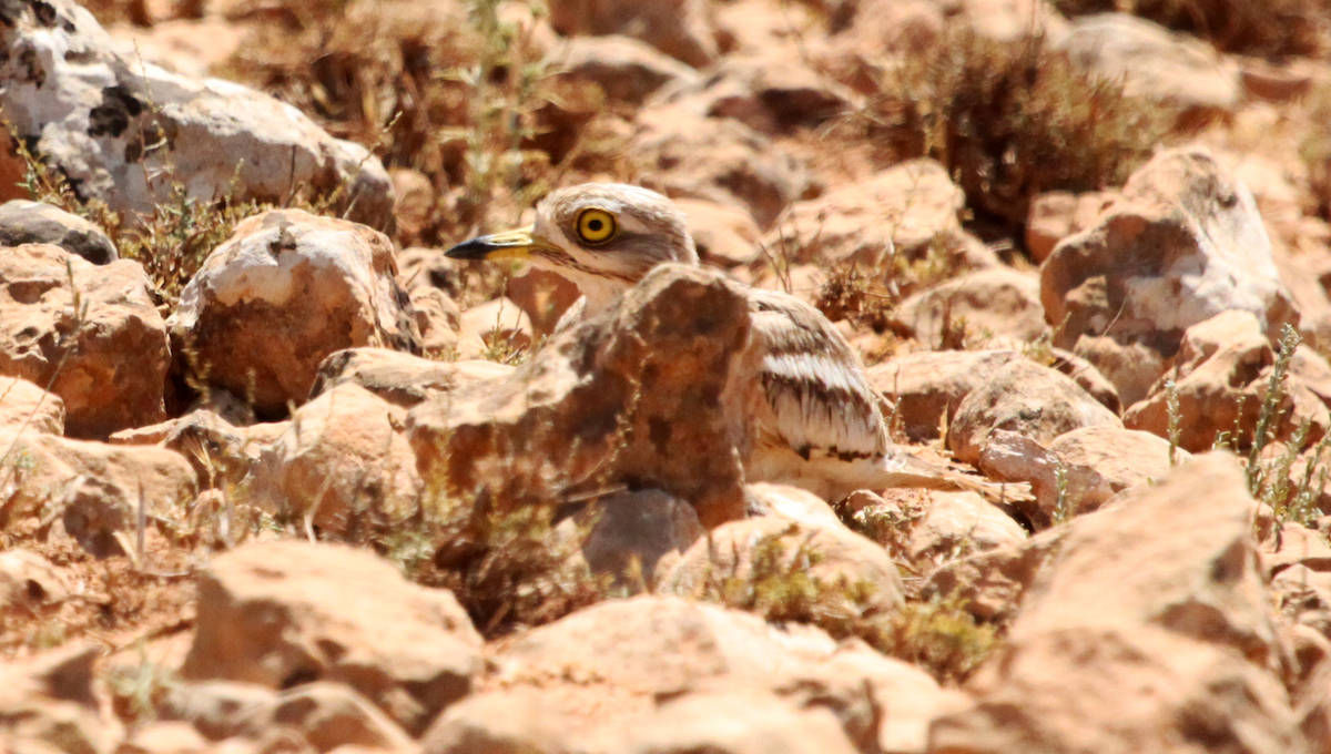 Stone Curlew hiding
