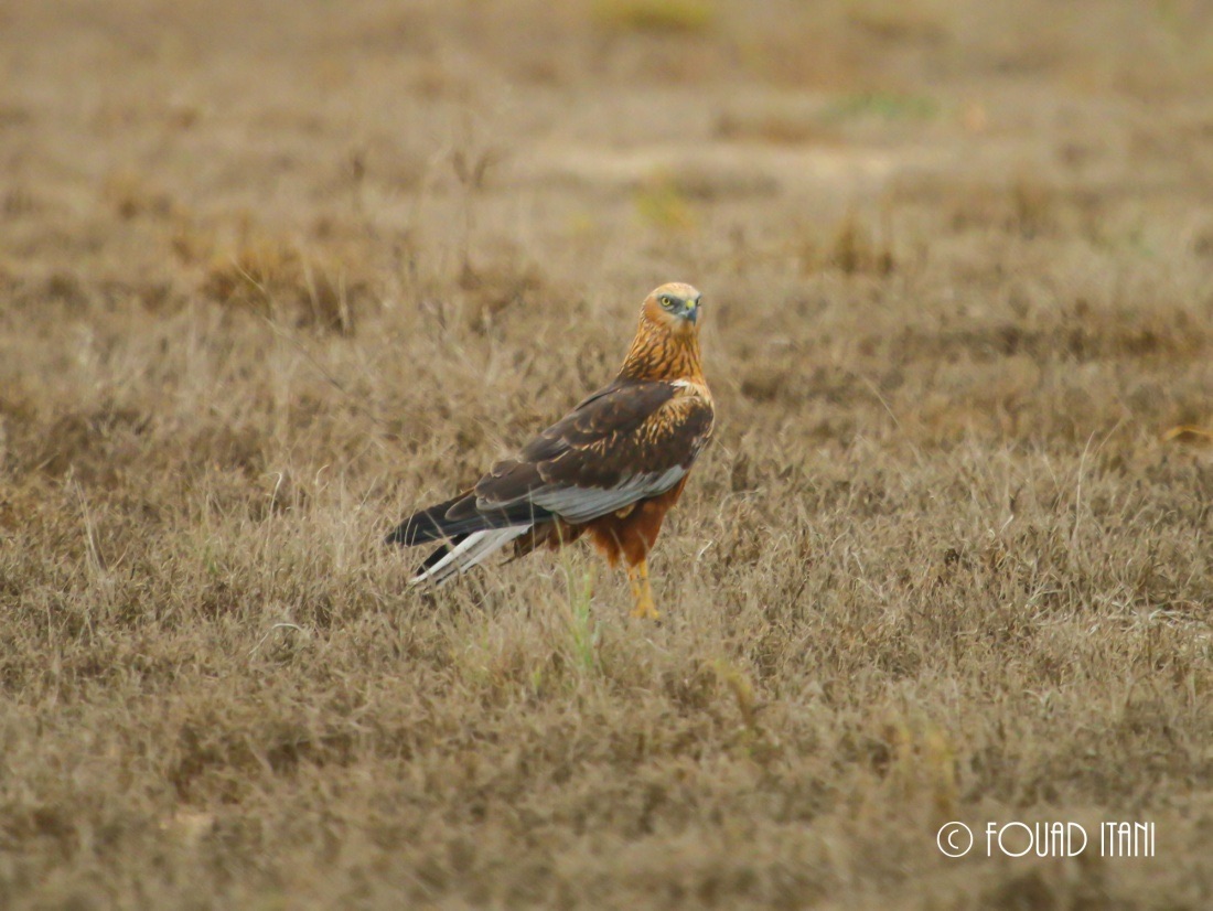 Typical male Western Marsh Harrier, January 2015, Dubai, UAE