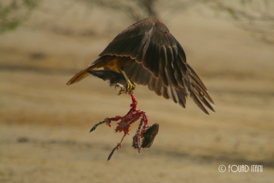 Female Western Marsh Harrier carrying a duck, February 2015, Dubai, UAE