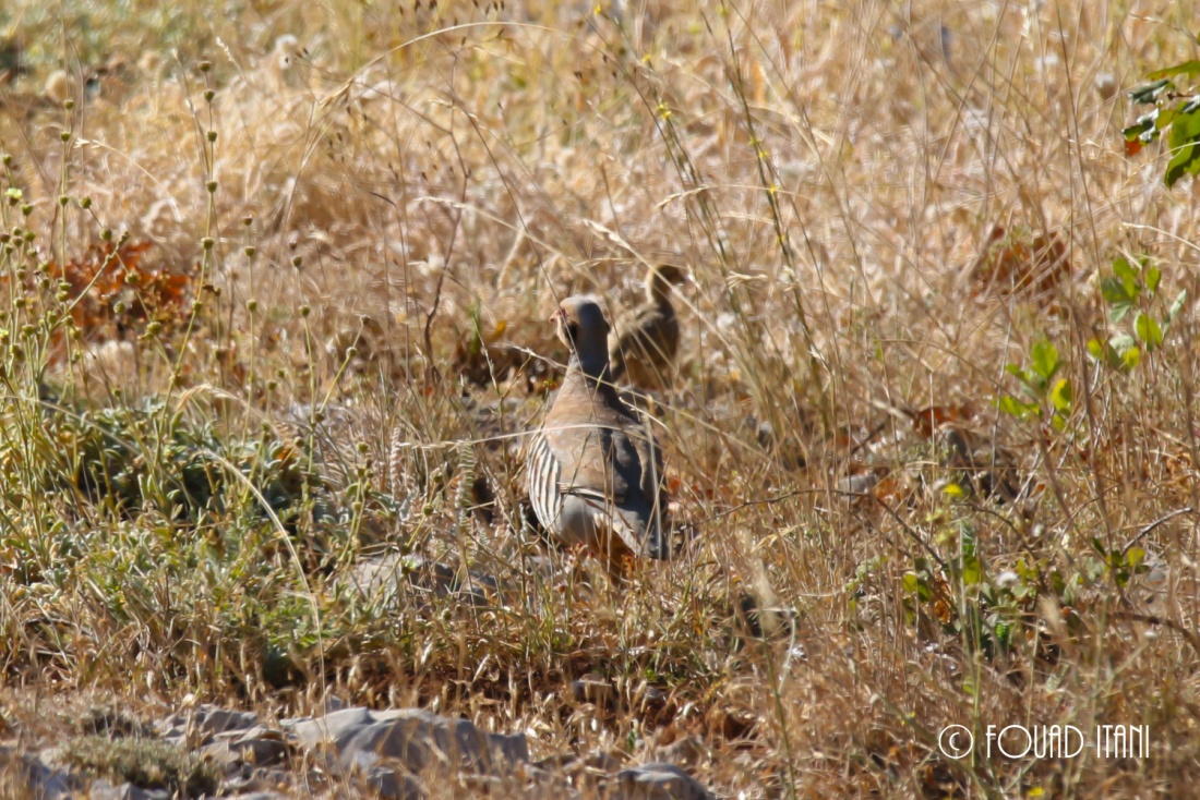 A chick Chukar partridge taking off, August 2016, Al Chouf Biosphere Reserve, Lebanon