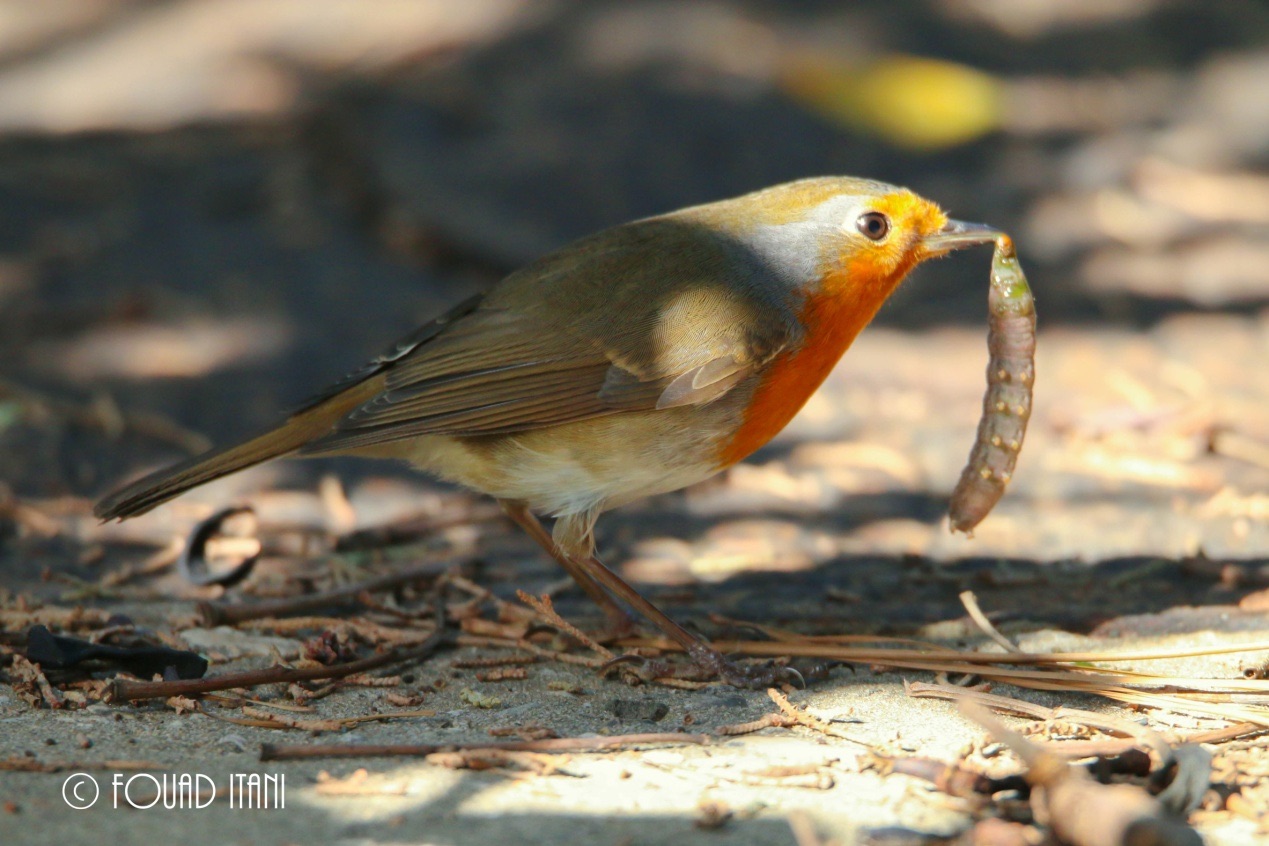 European robin feeding on a caterpillar, December 2015, American University of Beirut campus, Beirut, Lebanon