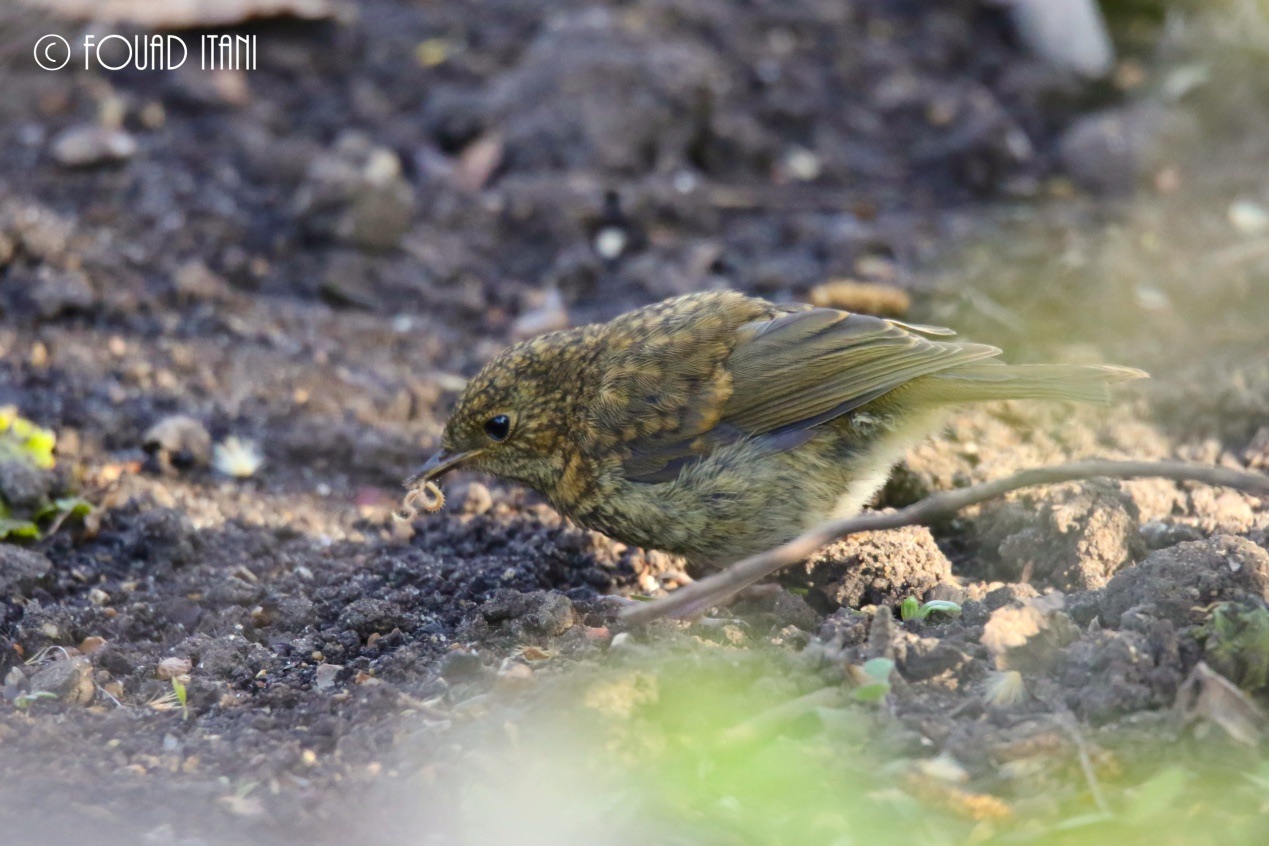Juvenile European robin feeding on worms, May 2016, Hyde park, London, UK