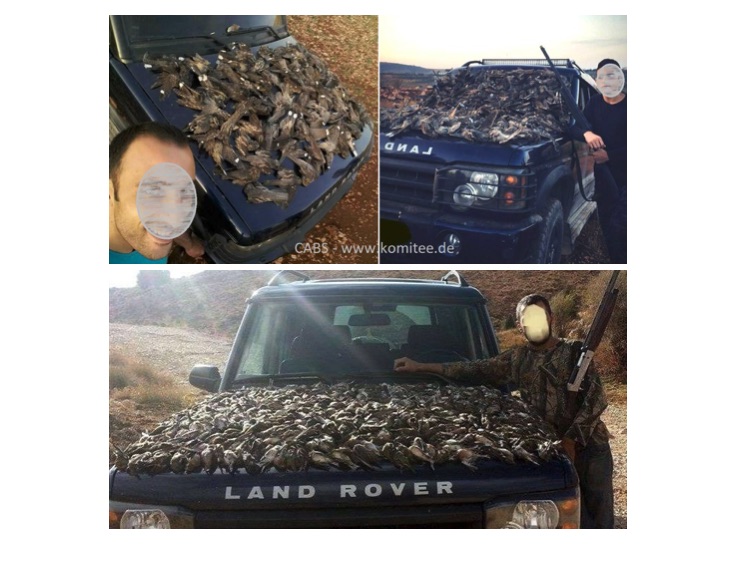 Lebanese poacher proudly posted a video online showing the kill on the bonnet of his Land Rover vehicle