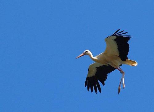 White Stork Ciconia ciconia Migratory soaring birds like White Stork Ciconia ciconia funnel through Lebanon as they glide on thermals.