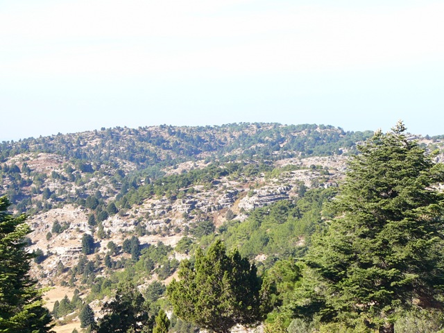 Mountainous forest dominated by Turkey Oak, Fir, Cedar of Lebanon and Juniper, with Calabrian Pine found at lower altitudes