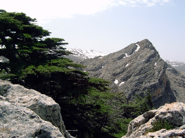 The reserve is part of the largest remaining Cedar forest in Lebanon.
