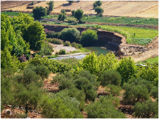 Hima EbelEs-Saqi Pic3 The massive passage of migrating soaring birds over EbelEs- Saqi makes it an exclusive bottleneck area of national, regional, and international importance