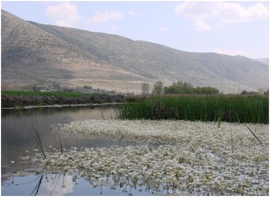 Hima KfarZabad Pic 2