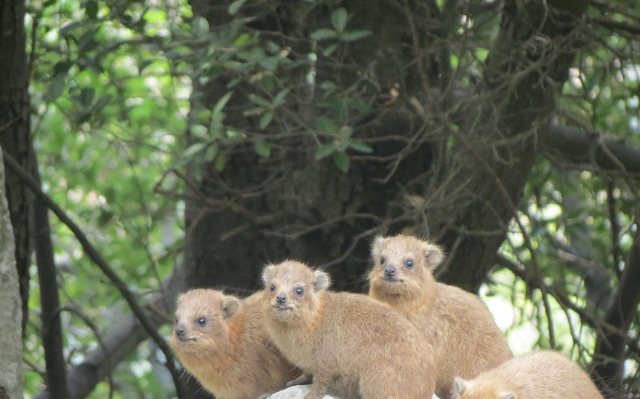 Jabal Moussa The area inhabits 14 large and medium mammal species such as the Rock Hyrax. 215 plant species among which 20 tree species and 11 endemics