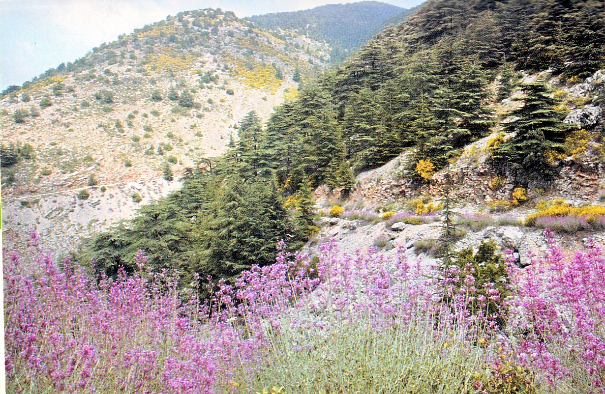 The largest Nature reserve in Lebanon (approx. 5% of the Territory) encompassing the best remaining strand of cedar forests where over 160 bird species