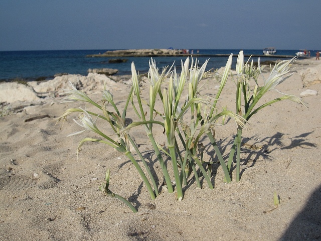 Palm Island