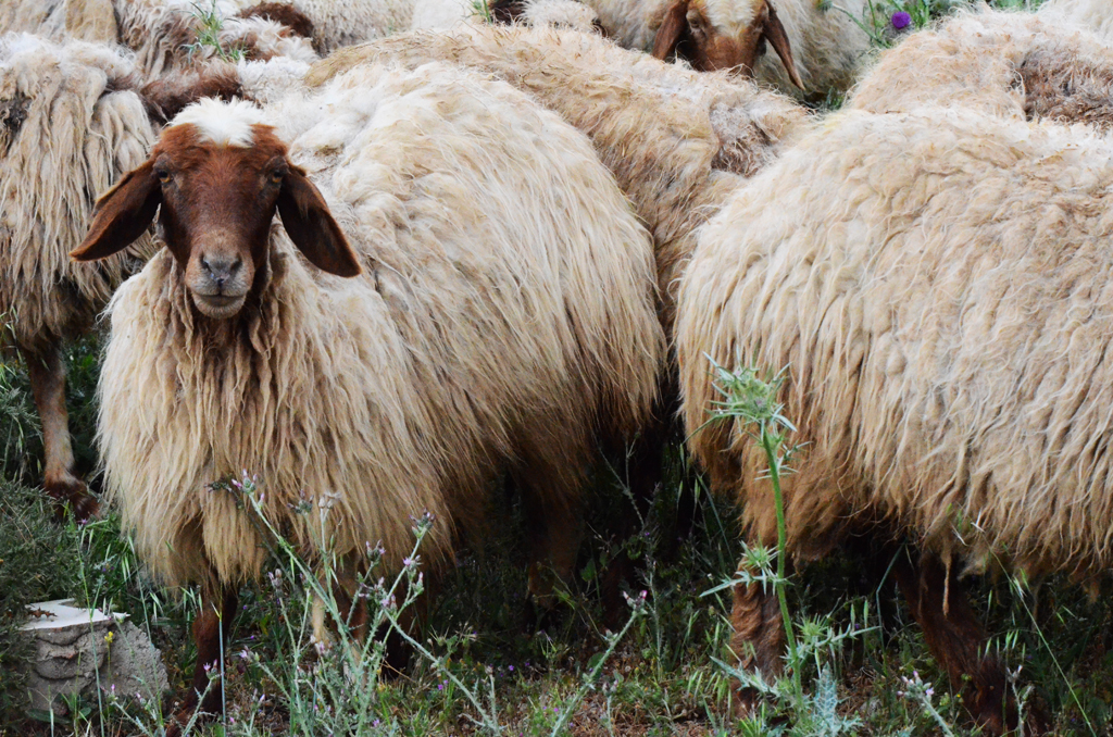 Sheep-leaving-Chateau-Ksara-POST