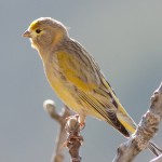 A small and elegant finch, more elongated than the European Serin and notably plainer. It features unstreaked underparts, green wing coverts, and a bright yellow face in adults, while juveniles are browner. Its call is a high-pitched, buzzing trill. Breeding in high mountain woodlands and rocky slopes, it descends to arid and semi-arid habitats in winter. 📷 Source: SPNL
