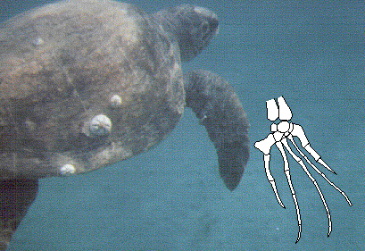 turtle finlimb