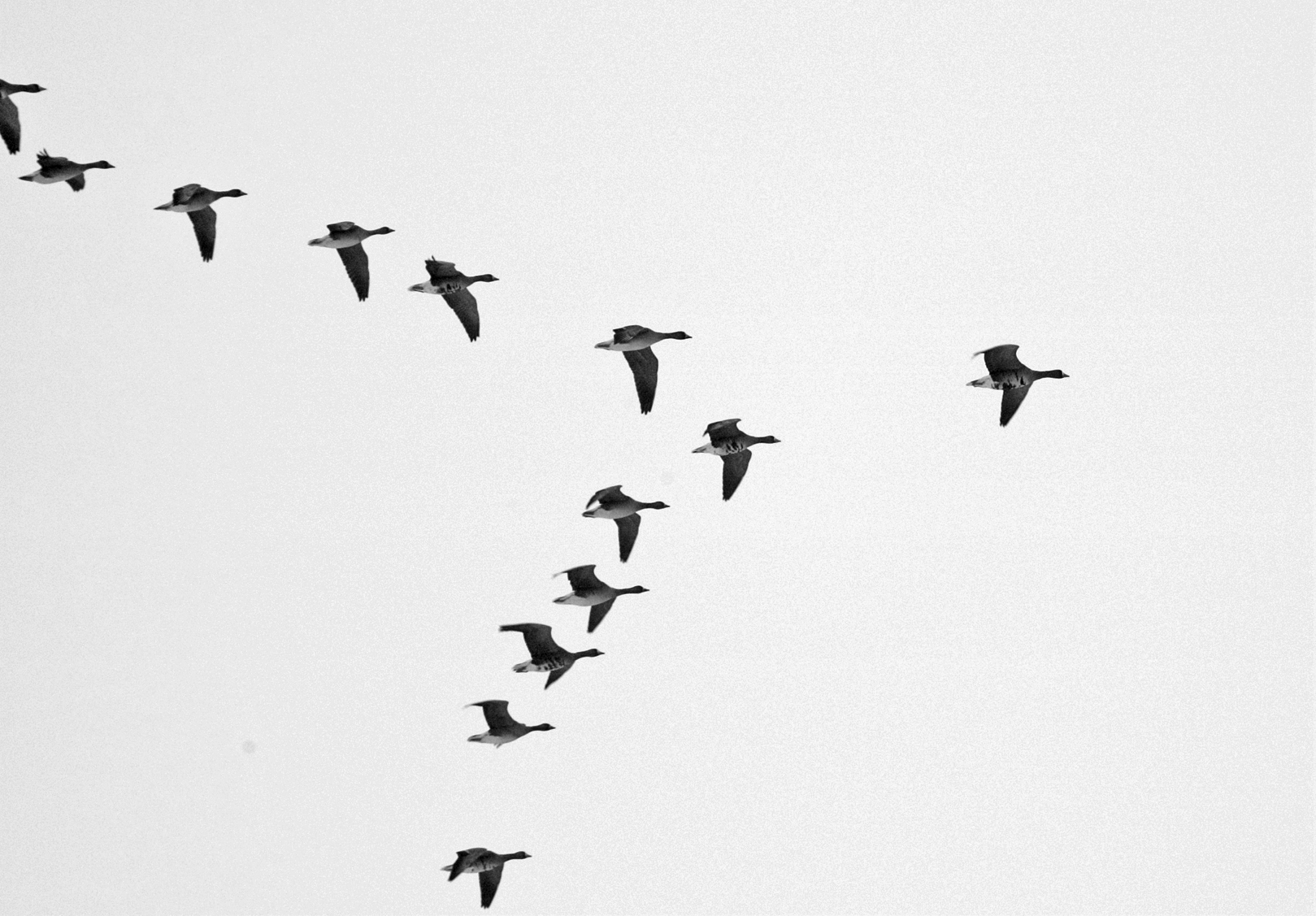 geese