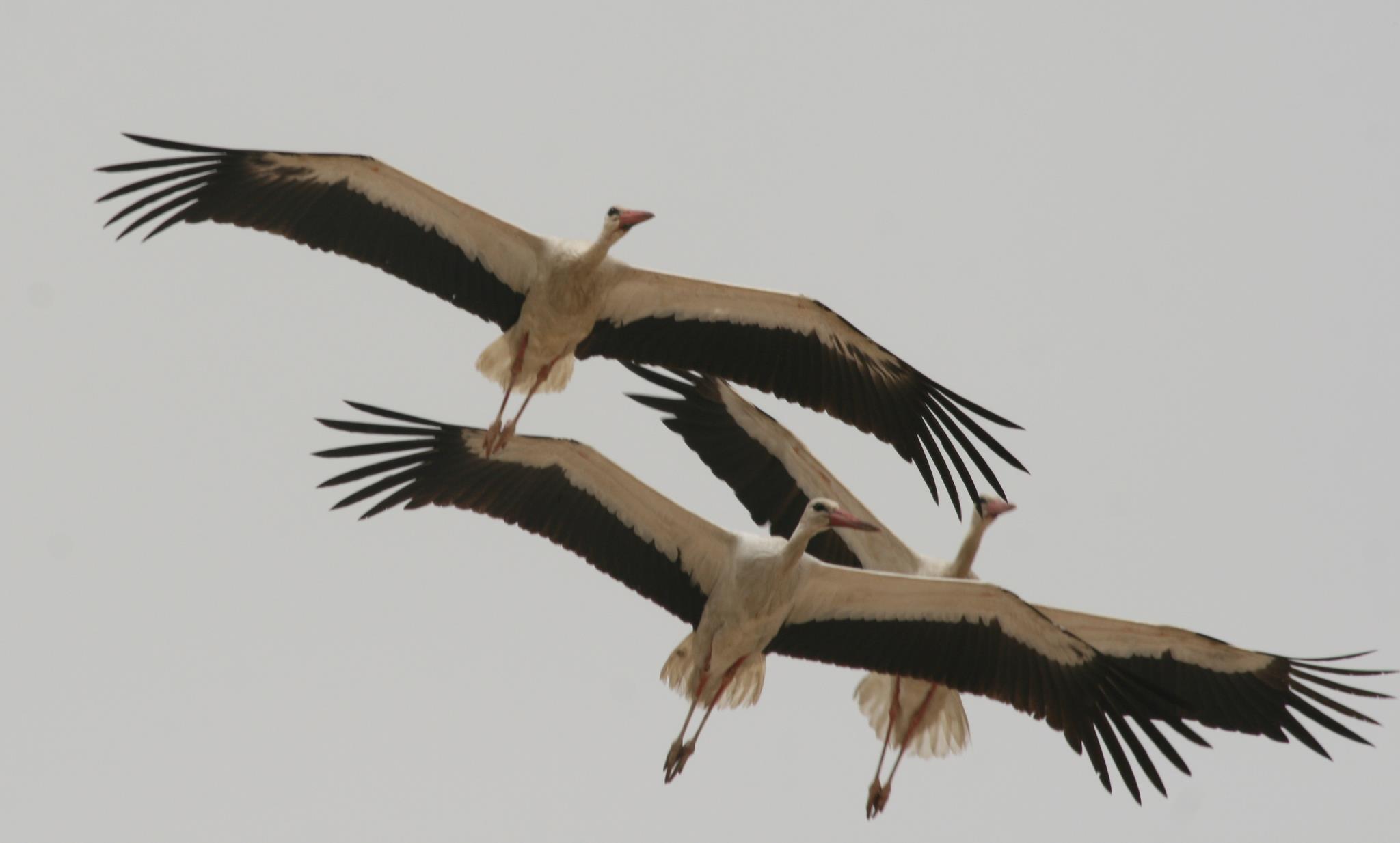 Storks