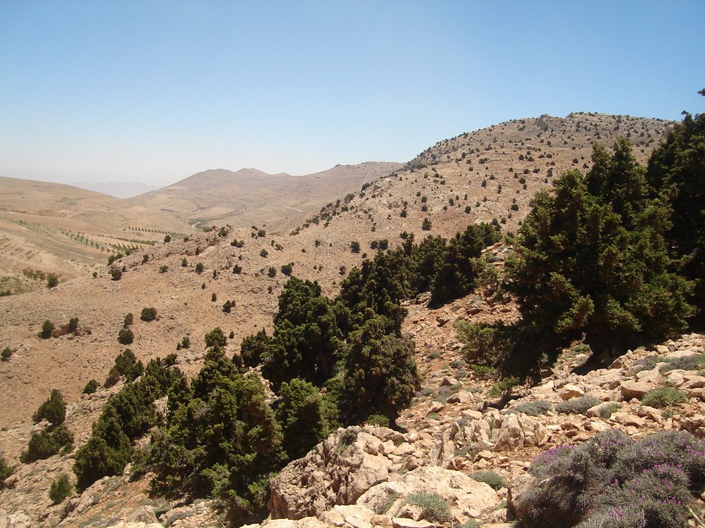 juniperus excelsa