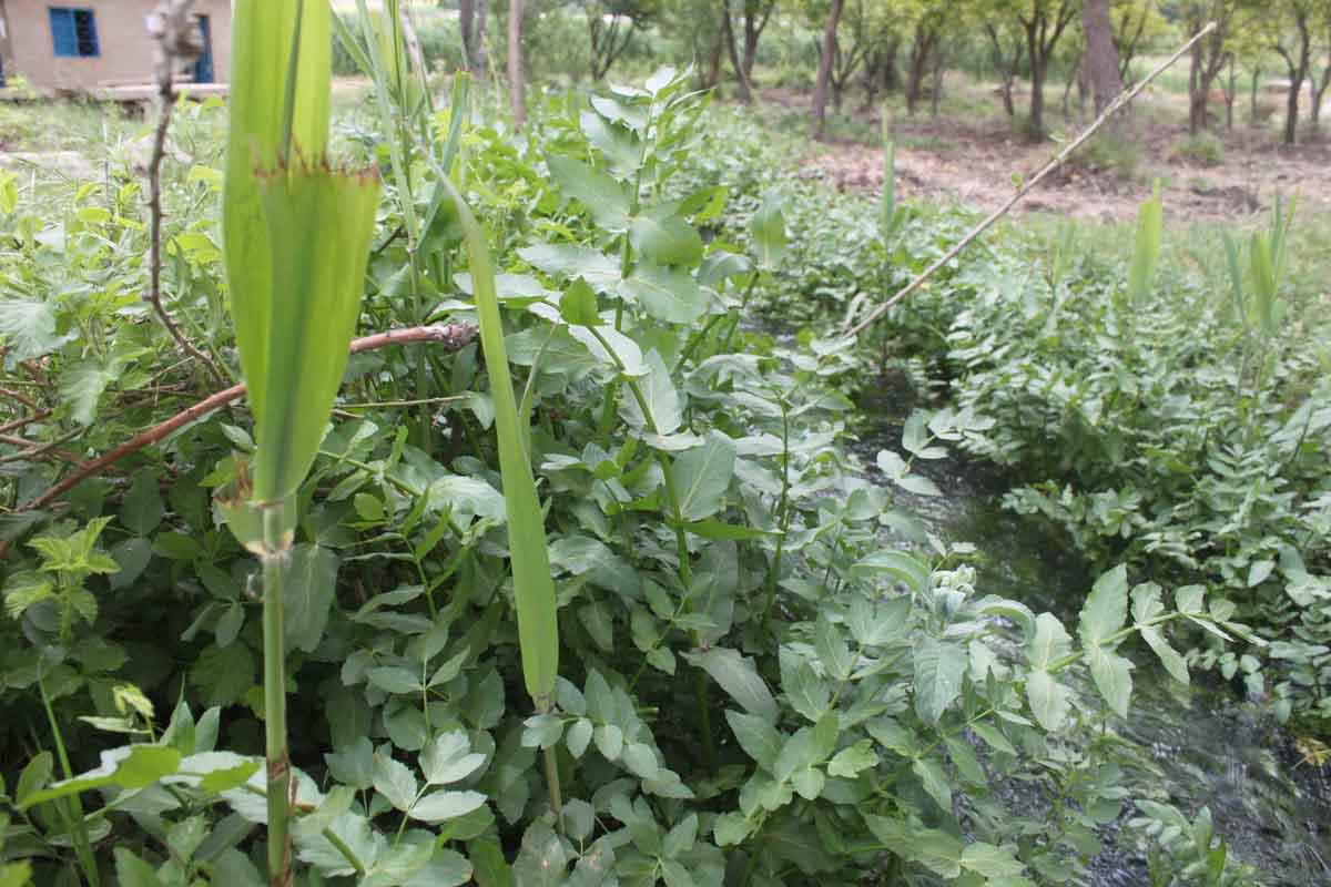 Kafarzabed Wetland Lebanon