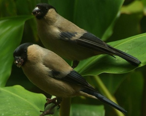 20121129034937-priolos_pedro_monteiro