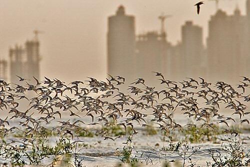 Panama Bay is crucially important for birds migrating between North and South America