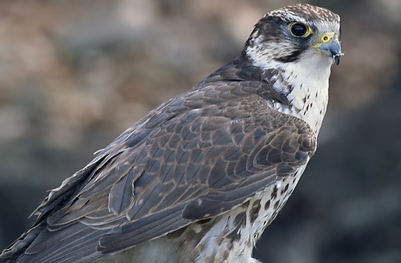falcon