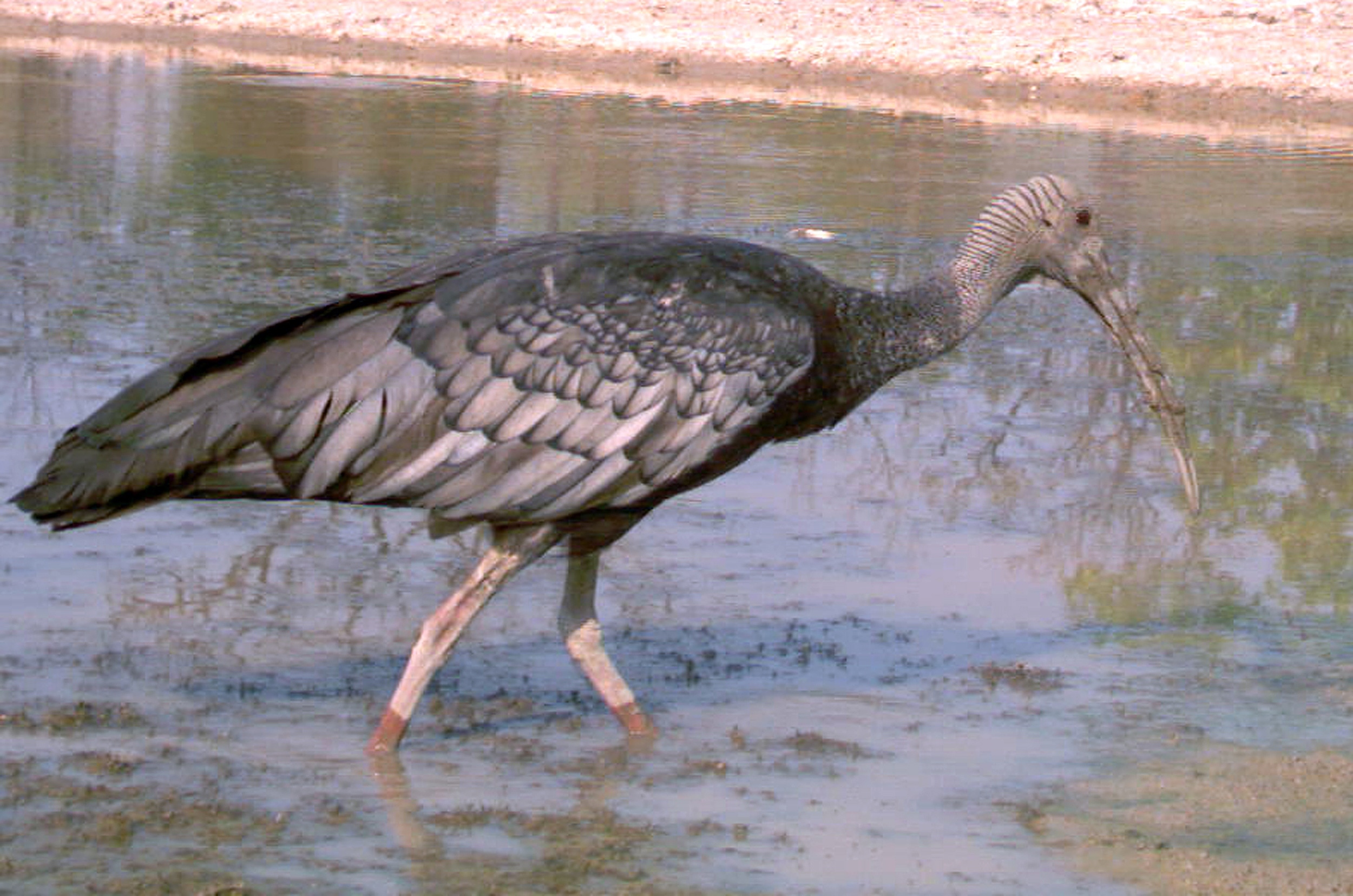 CAMBODIA-ENVIRONMENT-SPECIES-BIRD-CONSERVATION
