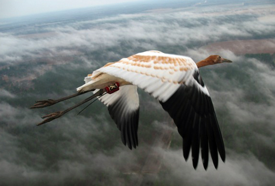 US-ENVIRONMENT-RESEARCH-ANIMAL
