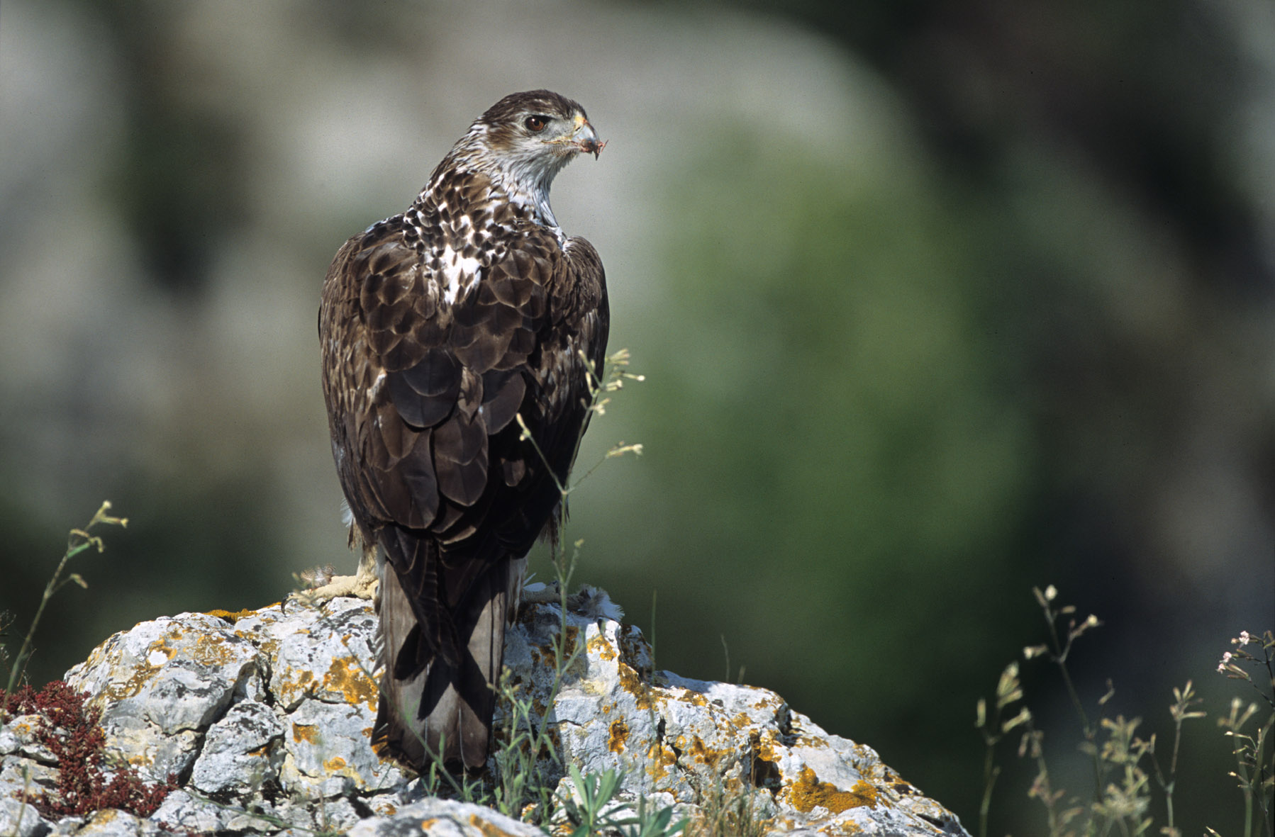 The Bonelli's Eagle