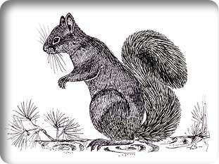 Persian Squirrel | Society for the Protection of Nature in Lebanon