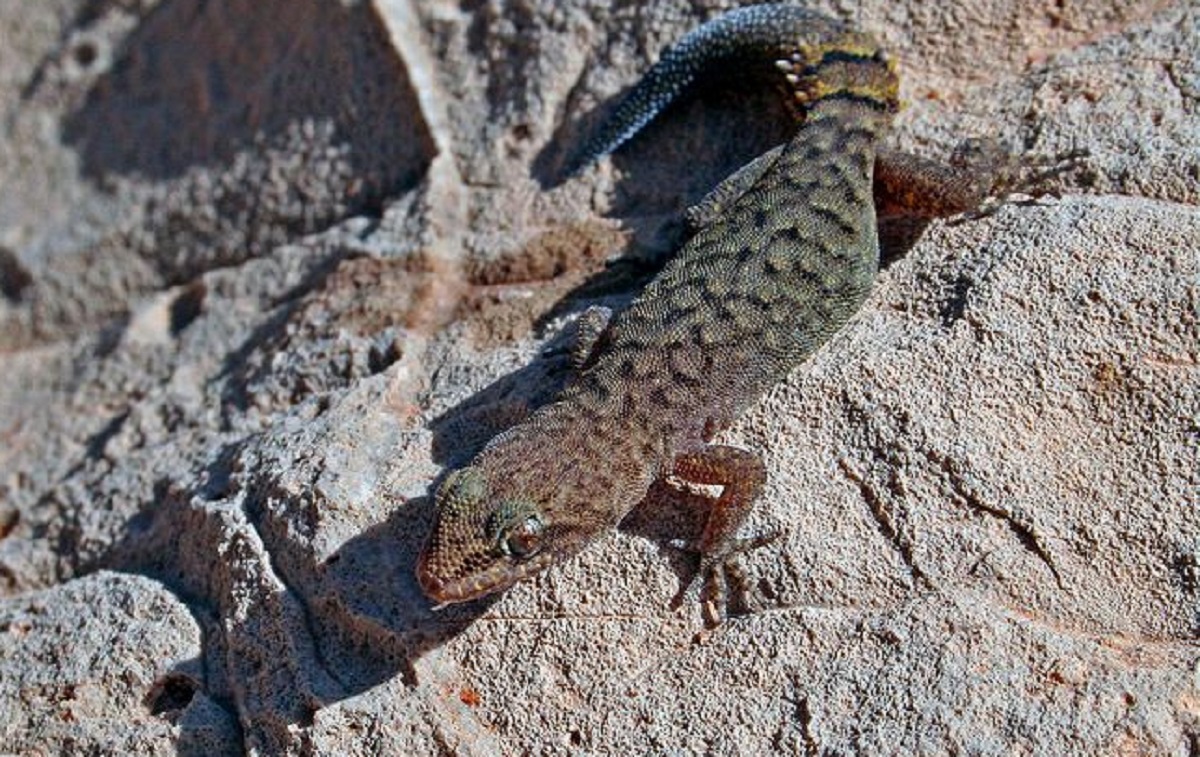 cyrtopodion-amictophole (C) Guy Haimovitch