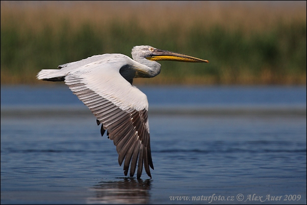 dalmatian-pelican-xxx2z8h6829mw