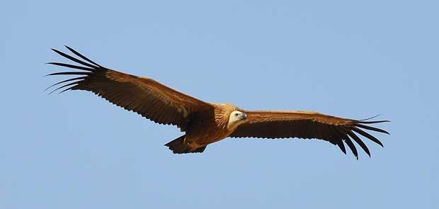 griffon-vulture