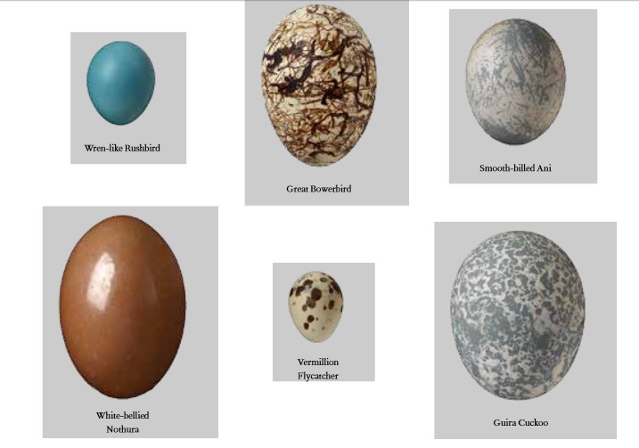 The Book of Eggs
