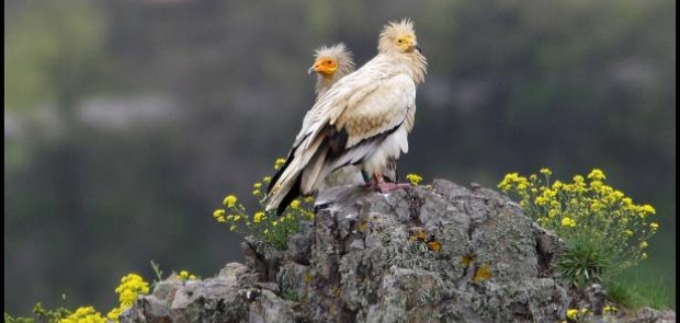 Egyptian Vultures Svetoslav Spasov