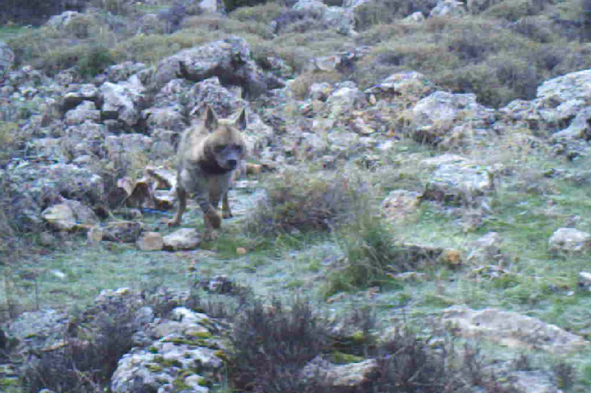 Hyena Anjar