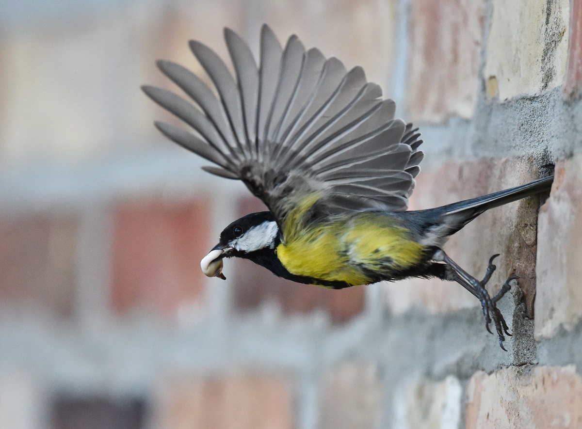 GERMANY-ANIMALS-TIT