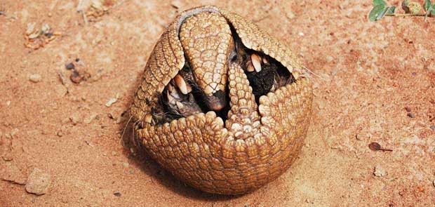 three-banded-armadillo