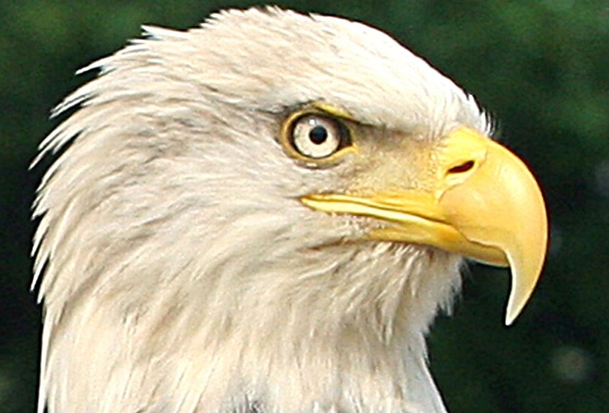 US-ENVIRONMENT-SCIENCE-ANIMAL-FILES