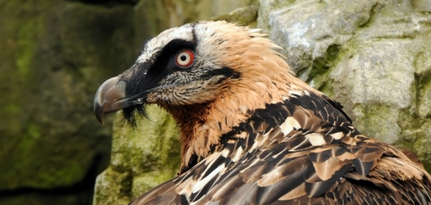 # Bearded Vulture (Gypaetus barbatus)Near Threatened_copyright Joachim S. Müller