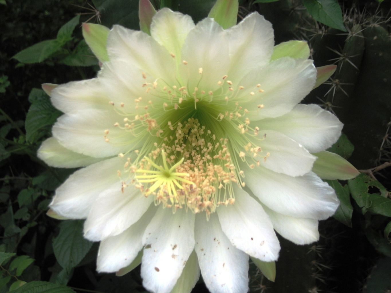 cacti-flower-20141006-081003-505