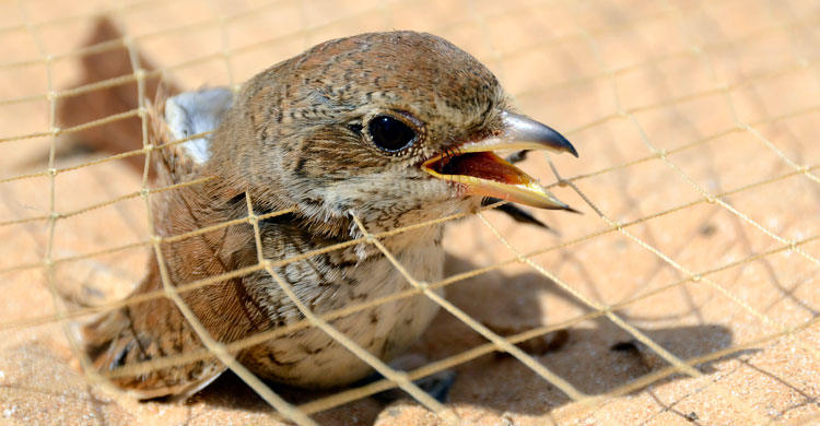 bird_trapping_holger_schulz