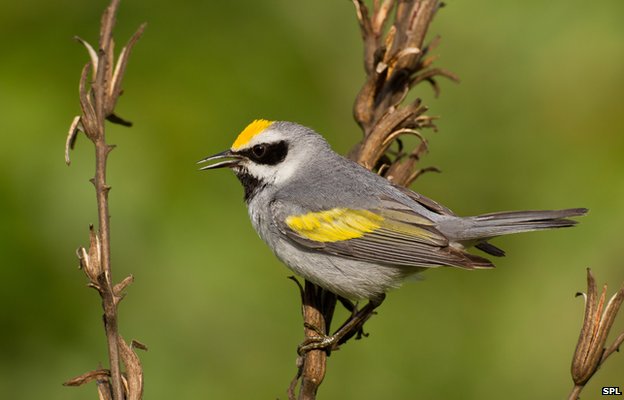 _79814101_c0117906-golden-winged_warbler-spl