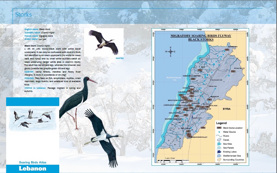 Soaring Birds Atlas